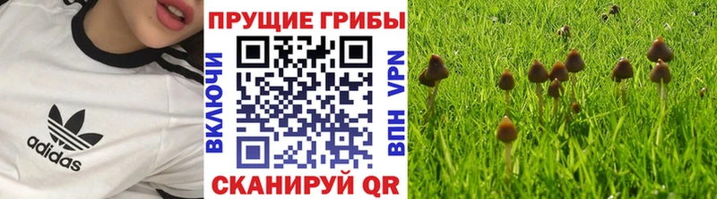 Псилоцибиновые грибы Magic Shrooms  Тырныауз 